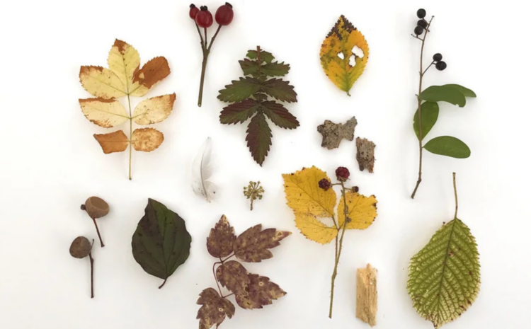  Atelier Familles – Cinéma et nature